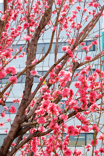 Close up of Sakura on the street in tokyo