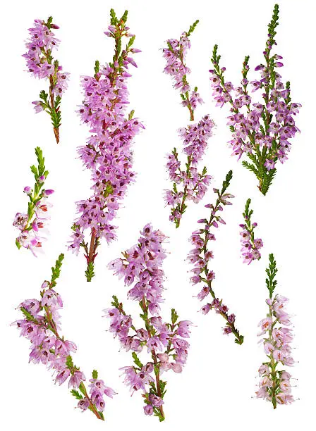 set of heather blossoms isolated on white background