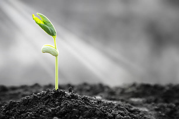 Bright Hope of Life Plants emerge though asphalt, symbol for bright hope of life and success. arise and shine stock pictures, royalty-free photos & images