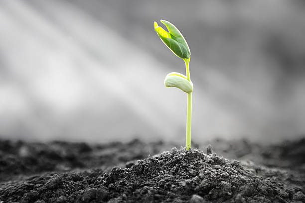istock Bright Hope of Life 525040686