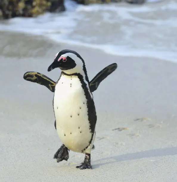 Photo of African penguin