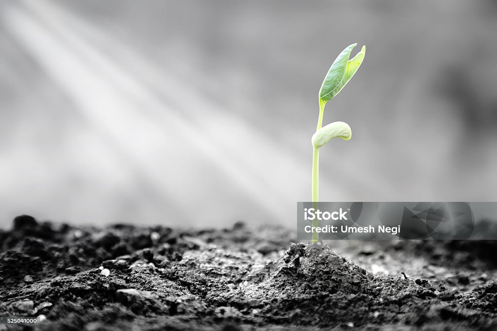 Bright Hope of Life Plants emerge though asphalt, symbol for bright hope of life and success. Patience Stock Photo
