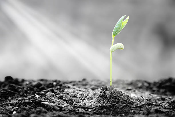 Bright Hope of Life Plants emerge though asphalt, symbol for bright hope of life and success. arise and shine stock pictures, royalty-free photos & images
