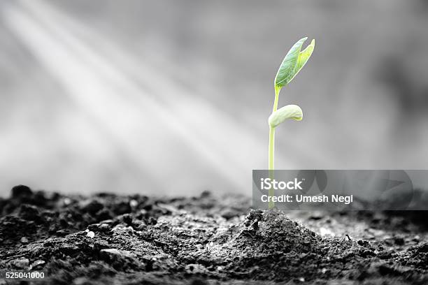 Bright Hope Of Life Stock Photo - Download Image Now - Patience, Hope - Concept, New Life