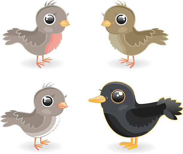 Birds (4various) vector art illustration