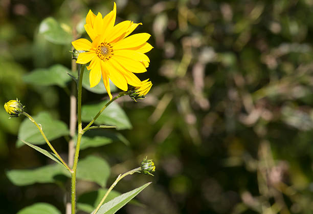 istock Bright tall yellow flower in bloom 525041403