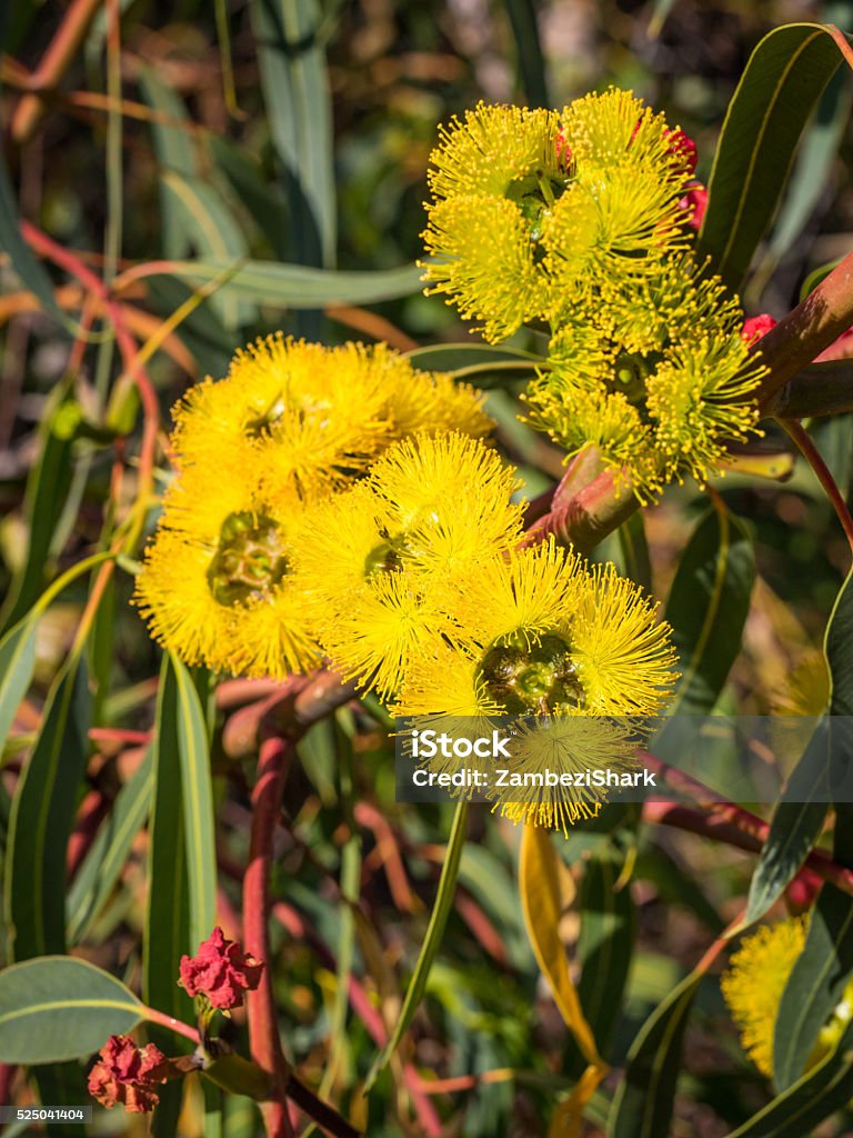 Red-Capped Gum Flowers Widely seen around Perth and southern Western Australia, the Red-Capped Gum, also known as the Illyarrie or Helmet Nut Gum has stunning flowers in distinctive yellow and red. The flowers first form as waxy, bright red flowerpods which open to show golden-yellow stamens. Flower Stock Photo