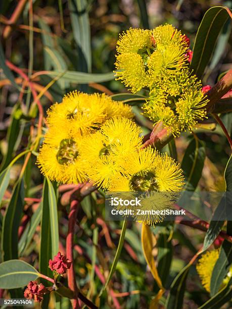 Redcapped Gum Flowers Stock Photo - Download Image Now - Flower, Western Australia, Australia