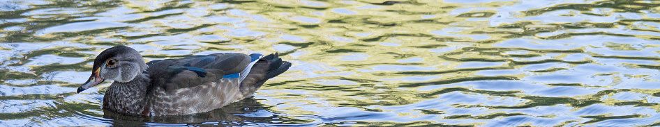 Mallard on the lake at Gosforth Park Nature Reserve