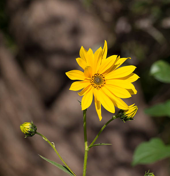 istock Bright tall yellow flower in bloom 525041495