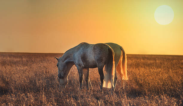 istock two light horses posture on the sunset background 525042126
