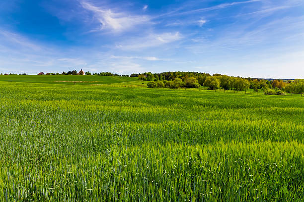 istock Green field and blue sky 525042590