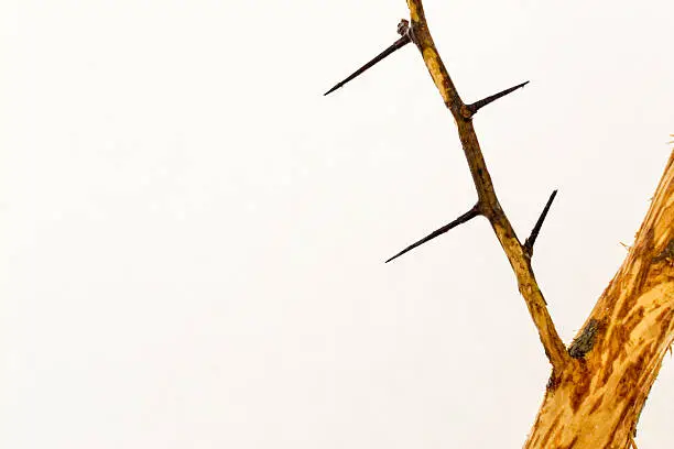 Gnawed stick with large spikes and thorns with a copy space area against a white snow background