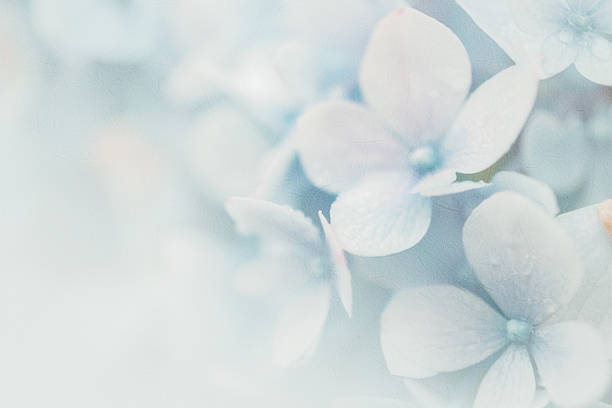 istock sweet color hydrangeas in soft and blur style 525043082