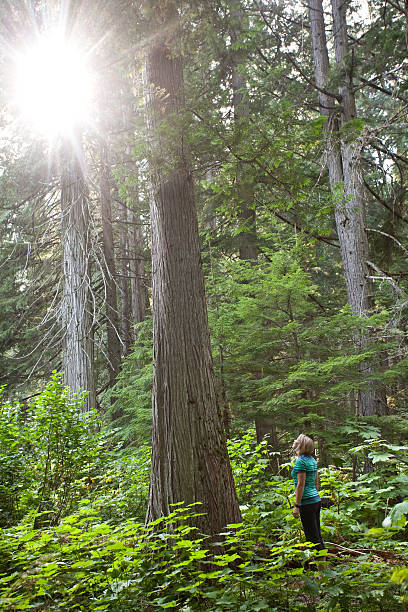 istock Woman Staring Up at Large Tree 525043383