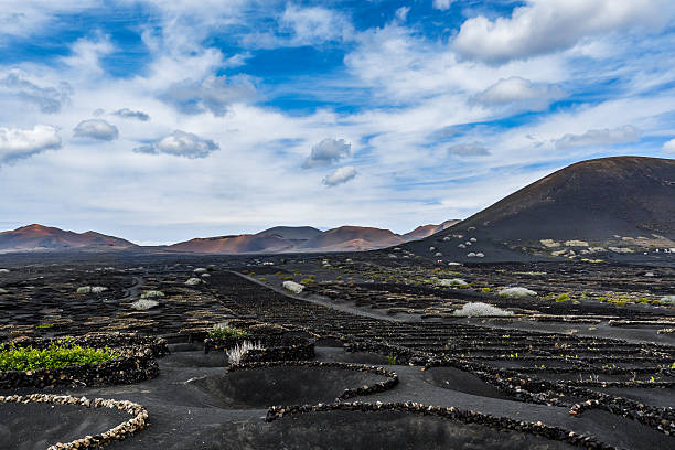 istock Typical grape cultivation in La Geria area on Lanzarote 525043586