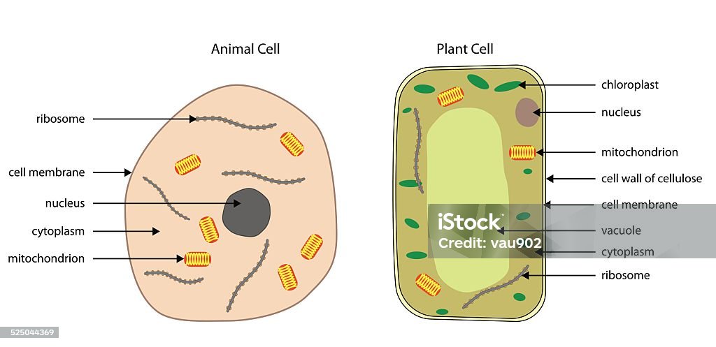 Diagrams Of Animal And Plant Cells Stock Illustration - Download Image Now  - Plant Cell, Animal, Biological Cell - iStock