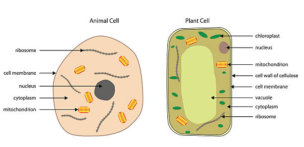 529 Plant Tissue Culture Illustrations & Clip Art - iStock | Plant cell  culture