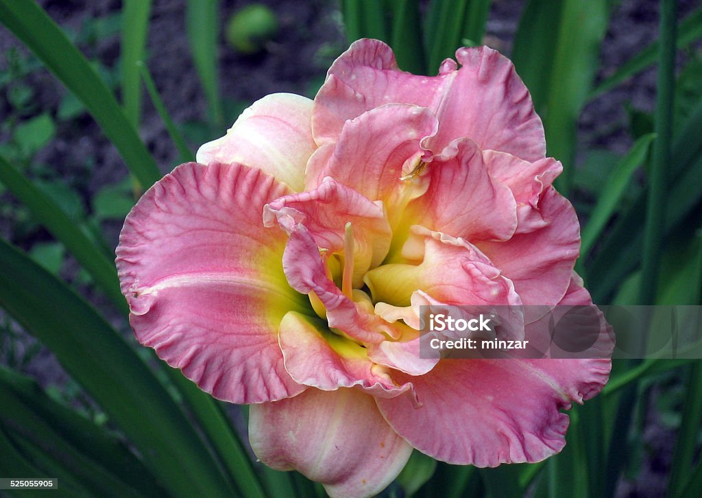 Lacy Doily Flowers name Lacy Doily Asparagales Stock Photo