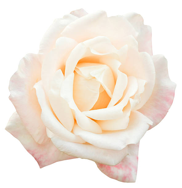 istock white and pink fresh rose flower close up isolated 525056147