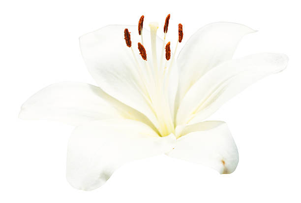 istock white bloom Lilium candidum isolated 525056157