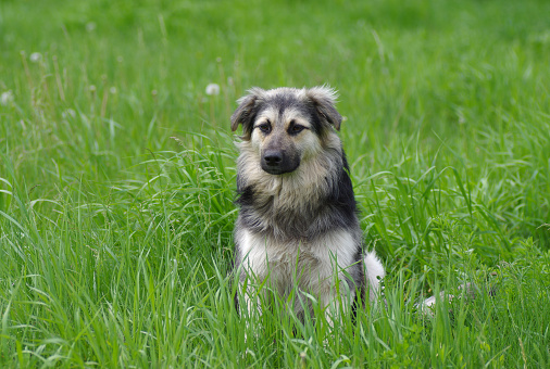 Mixed breed dog having rest in the spring grass
