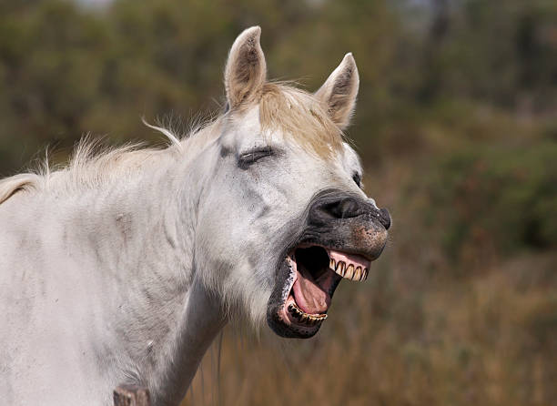 Funny horse portrait Funny white horse laughing in the camera restraint muzzle photos stock pictures, royalty-free photos & images
