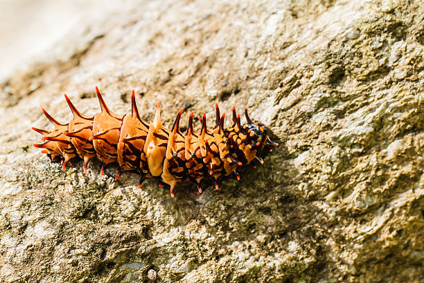 Caterpillar  golden birdwing