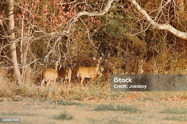 Whitetailed Deer Herd In Foliage Stock Photo - Download Image Now - Herd, White-Tailed Deer, Animal