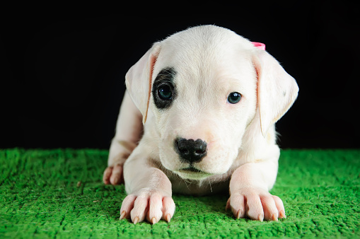 Puppy of Dogo Argentino breed