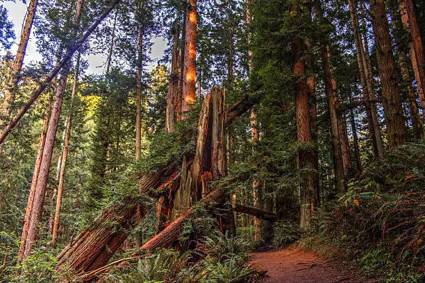 Photo of Fallen Redwoods, Forest, Color Image