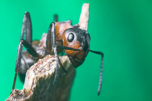 portrait of an ant stock photo