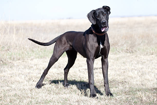 istock Black Great Dane Dog Outdoors in Field 525059913