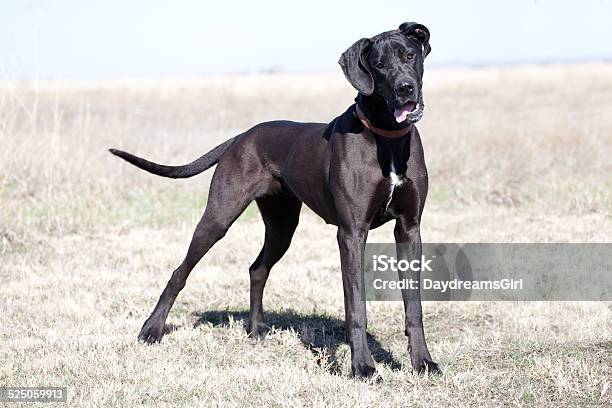 Black Great Dane Dog Outdoors In Field Stock Photo - Download Image Now - Great Dane, Looking At Camera, Agricultural Field