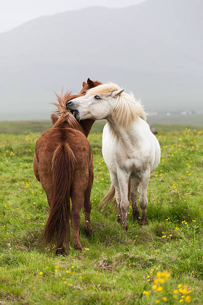 istock Pair of horses, Iceland 525060179