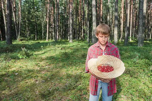 Boy at pine forest background is holding straw hat full of red wildberries. Teenage boy is standing in summer pine forest is looking down in his wide-brimmed straw hat full of ripe lingonberries or cowberries (Vaccinium vitis-idaea in Latin) in cupped palms. Organic vitamin fruit harvest at natural green forest background. Berries are just scooped in boy's hat. Harvester is wearing red checkered shirt with short sleeves, blue denim shorts, white shirt.