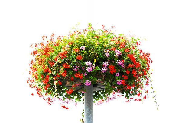 cesta con rojo y rosa flores, fondo blanco, espacio de copia - hanging flower basket isolated fotografías e imágenes de stock