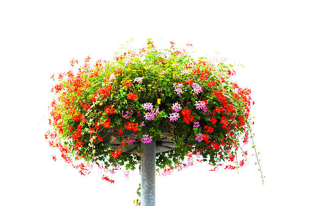 il cestello con fiori rosa e rossi, sfondo bianco, copia spazio - hanging flower basket isolated foto e immagini stock