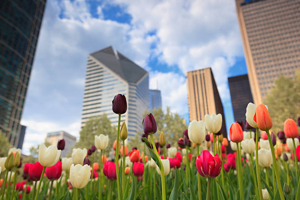 istock Flowers of Chicago 525060977