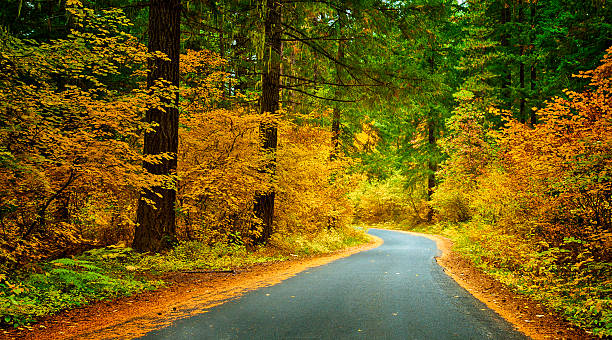 jesień drive w lolo ferują w mt, kaptur national forest - mt hood national park zdjęcia i obrazy z banku zdjęć