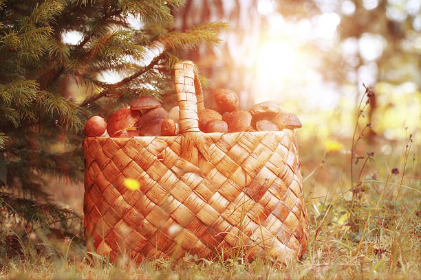 istock Basket with mushrooms autumn forest sun rays 525071365