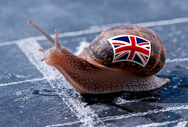 snail-with-the-colors-of-