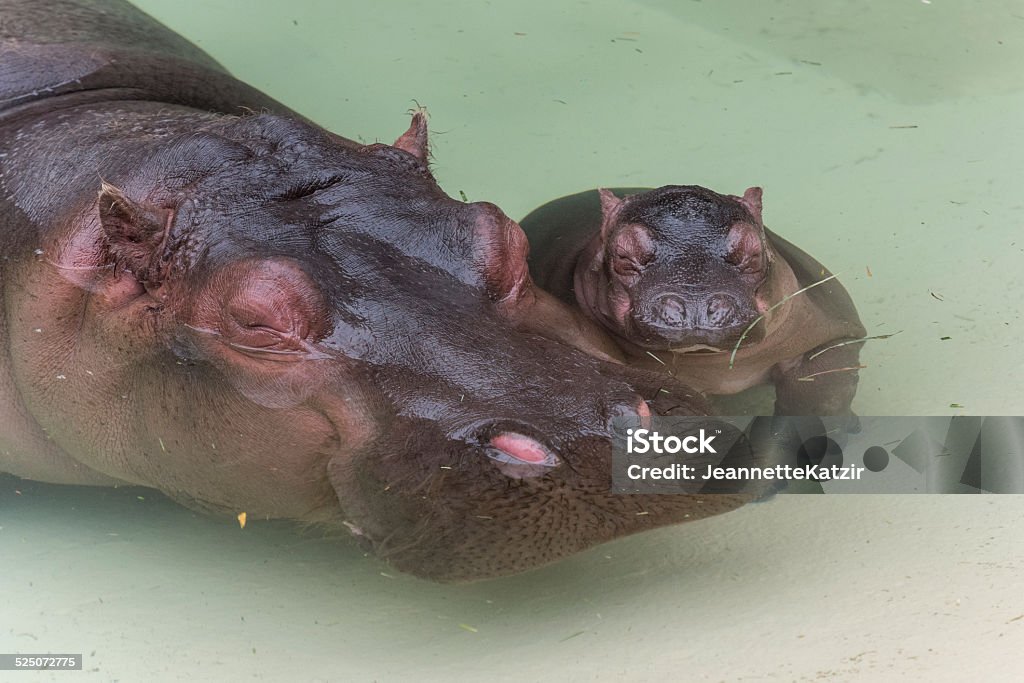 Newborn Hippopotamus and her mother Africa Stock Photo