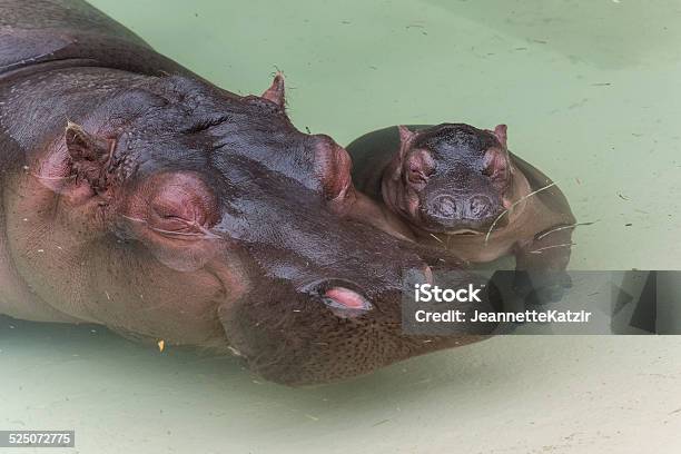 Newborn Hippopotamus And Her Mother Stock Photo - Download Image Now - Africa, Amphibian, Animal