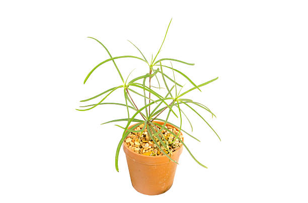 istock Cactus in the small pots on white background 525073307