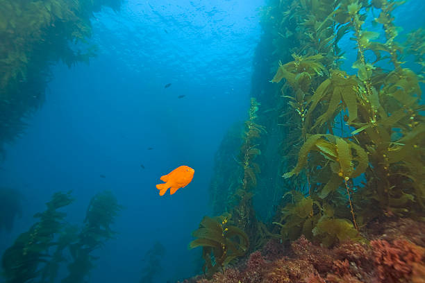 istock Garibaldi fish at California Kelp Forest 525074305