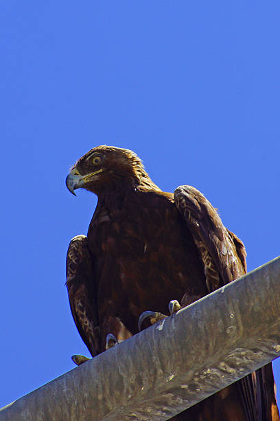 istock Golden Eagle in the City 525075385