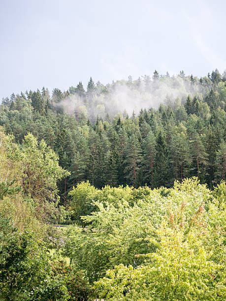 istock misty forest after the rain in summer 525076229