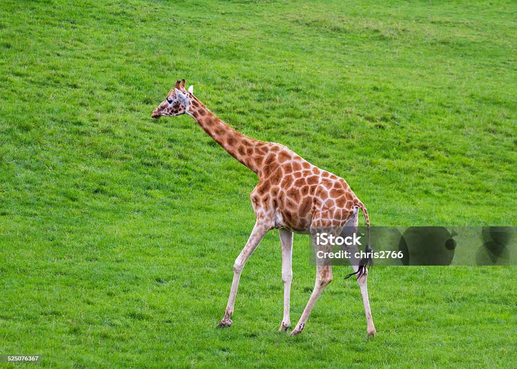 Giraffe Baby Giraffe looking for mum Africa Stock Photo