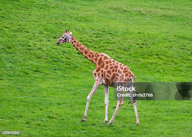Giraffe Stock Photo - Download Image Now - Africa, Animal Hair, Animal Markings
